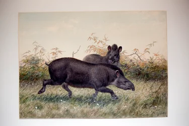 Tapir